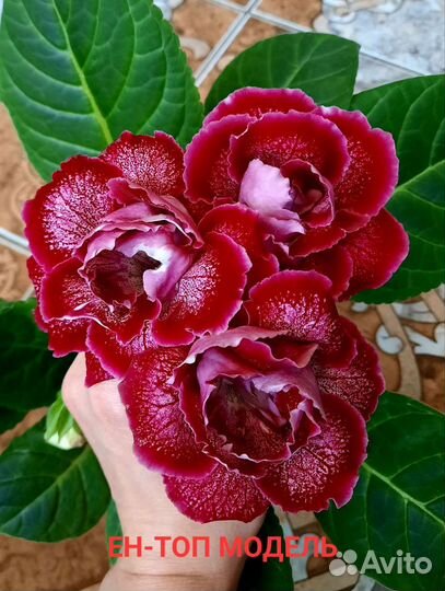 Глоксинии сортовые