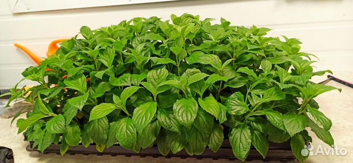 Гортензия саженцы