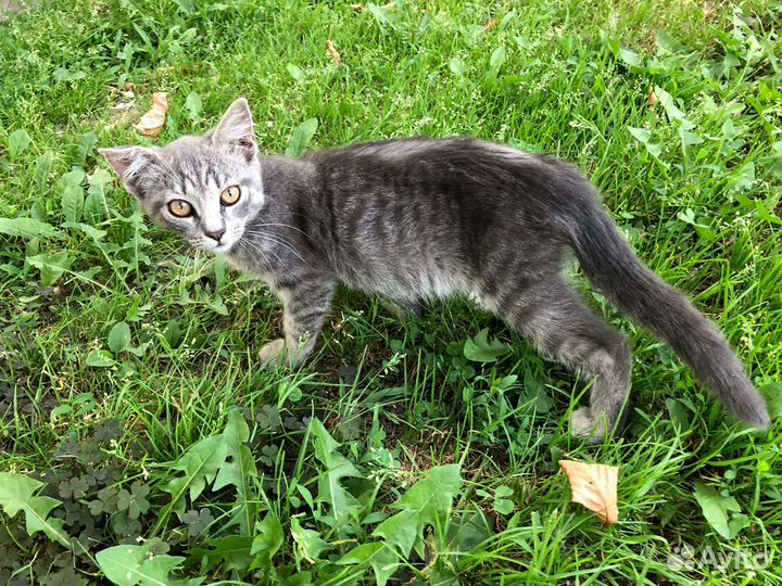 Кошка в дар