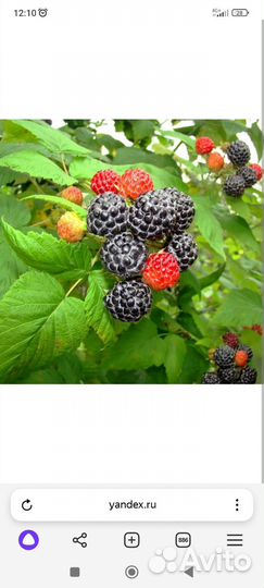 Саженцы ежемалины