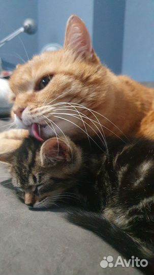 Котенок в семью бесплатно