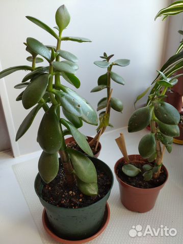 Красула (денежное дерево)