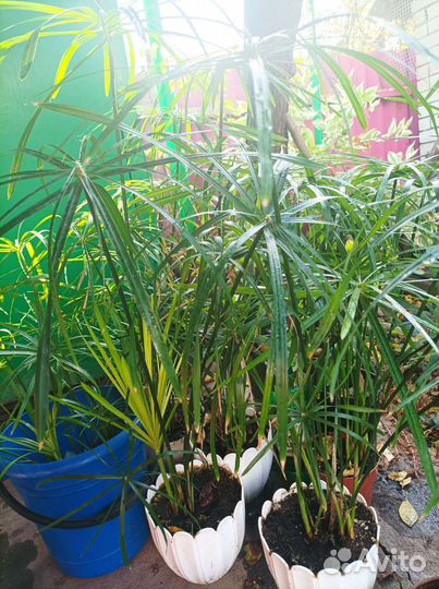 Пальма (циперус)