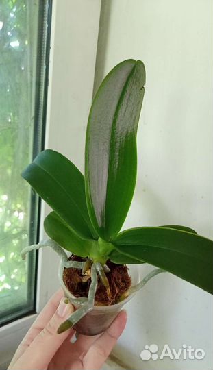 Детка орхидеи