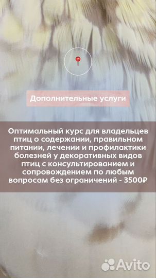 Врач-орнитолог, онлайн-консультирование