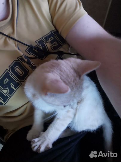 Котейка