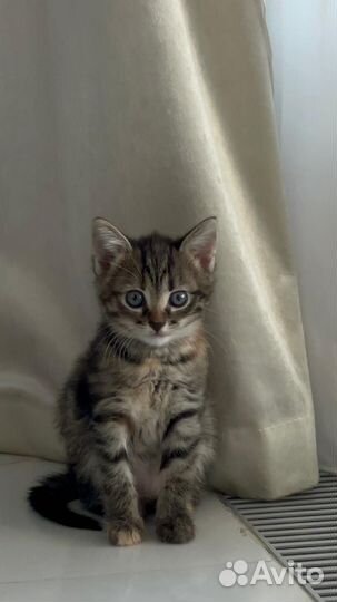 Котята