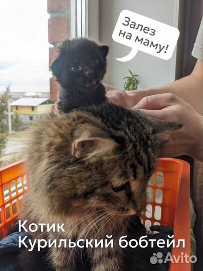 Котята в добрые руки