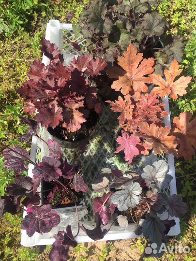 Растения гейхера