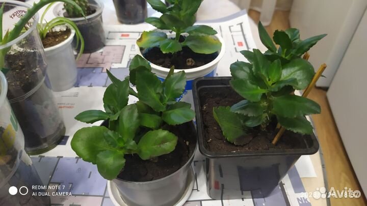 Комнатные цветы