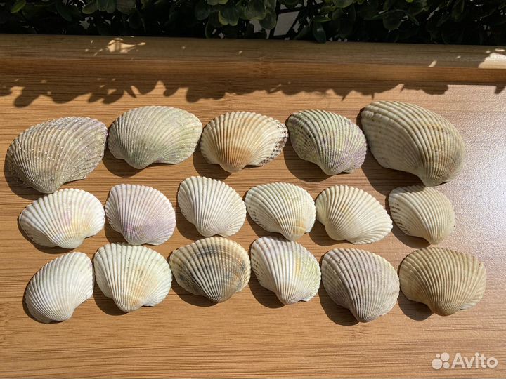Ракушки морские микс
