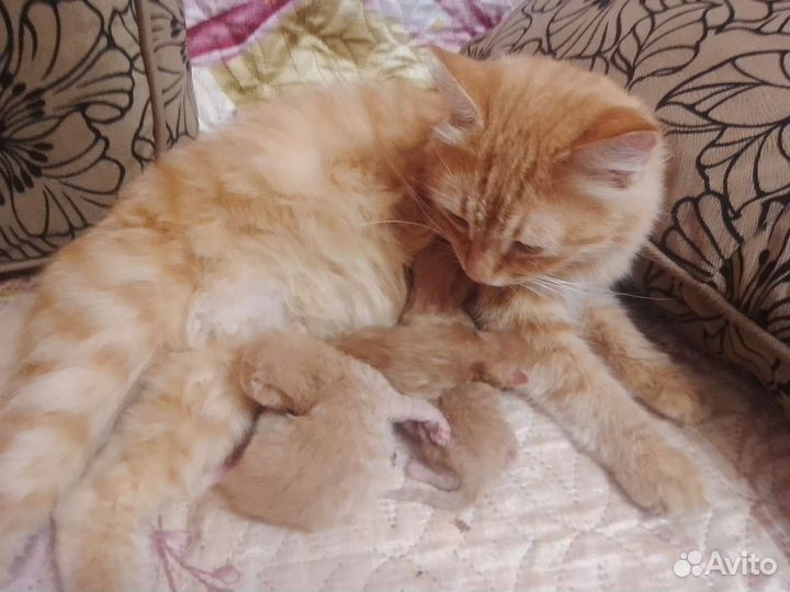 Котята сибирские