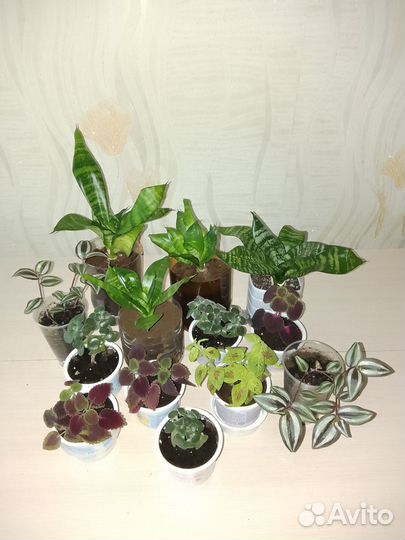 Комнатные растения цветы
