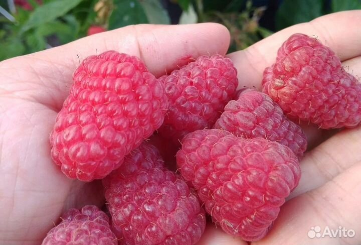 Малина семена