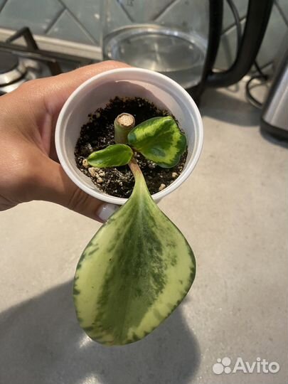 Пеперомия (3 вида)