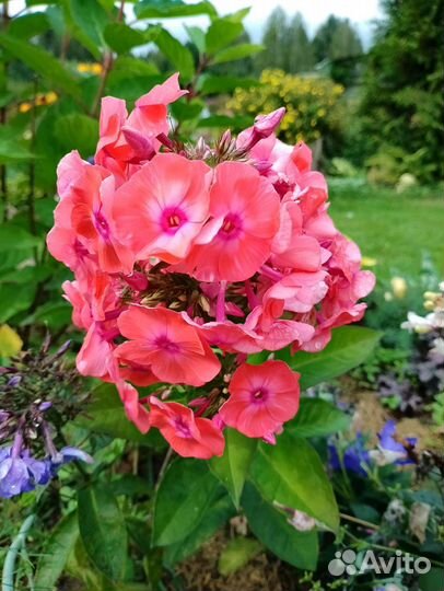 Цветы и кустарники в ассортименте