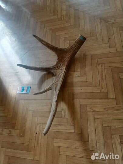 Продам рога лося