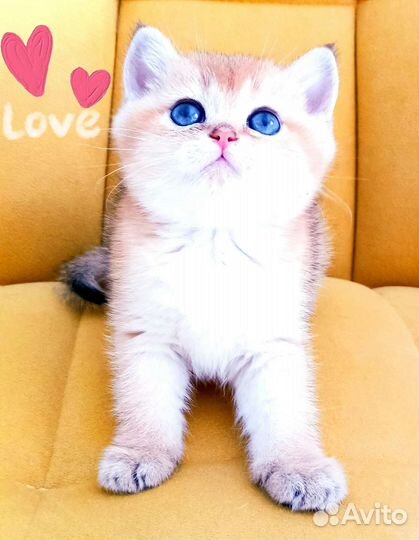 Британские золотые котята шиншиллы