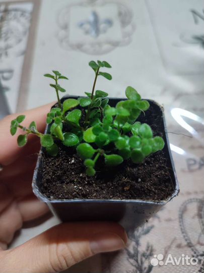 Комнатные цветы