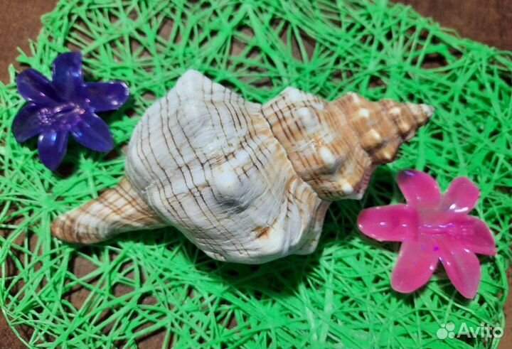 Морская ракушка раковина