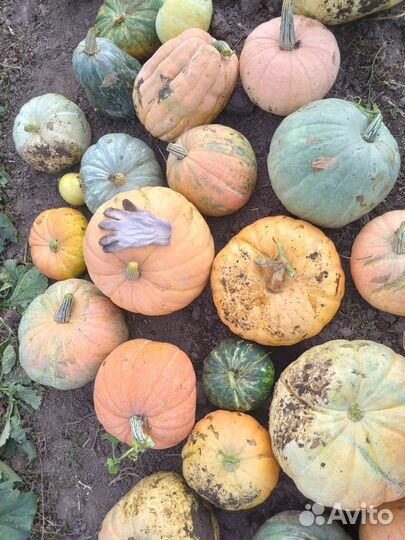 Тыква деревенская