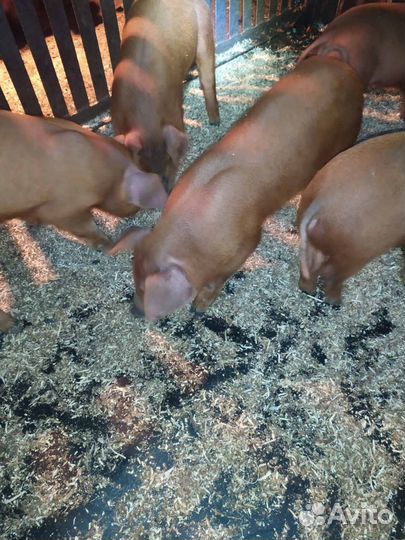 Поросята породы дюрок
