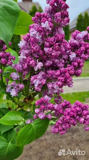 Сирень сортовая