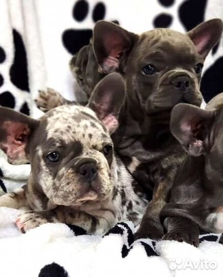 Французский бульдог