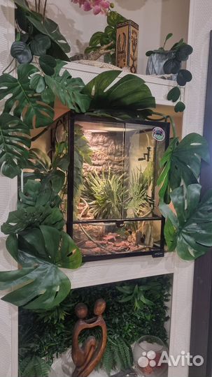 Террариум для рептилий