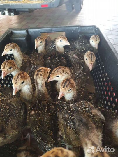 Утята цыплята гусята муларды индюшата бройлеры