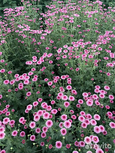 Хризантема