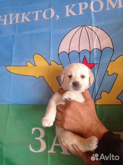 Лабрадетки