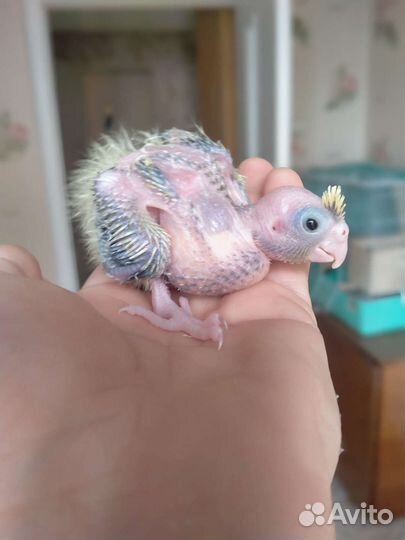 Попугай корелла ручной