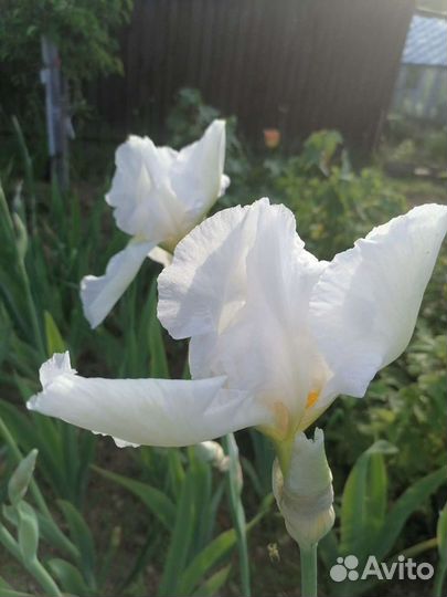 Ирисы сортовые