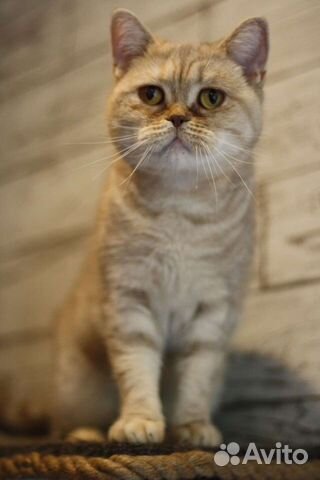 Экзотическая короткошерстная кошка объявление продам