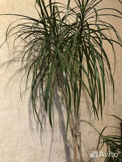 Пальма драцена