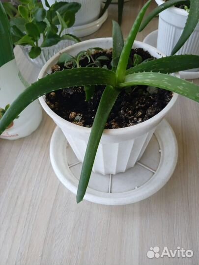 Алоэ лечебный