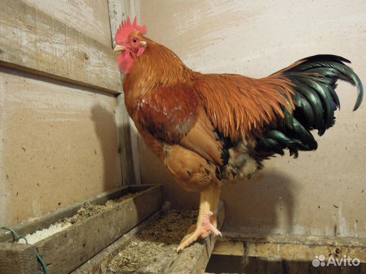 Молодые петухи