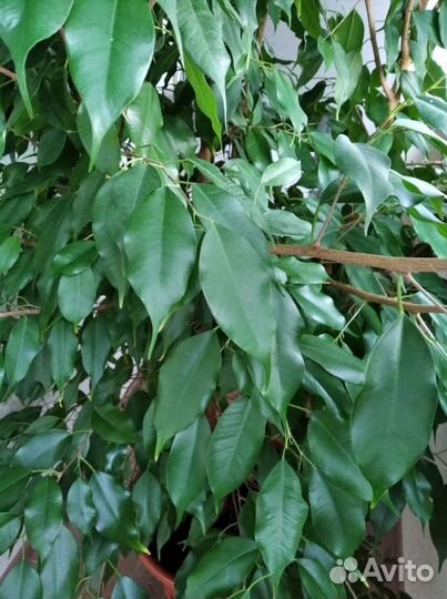 Фикус бенджамина