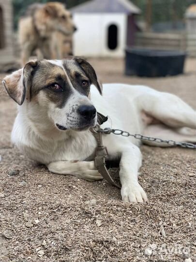 Отдам в добрые руки