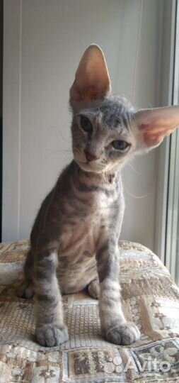 Котята Сфинкс браш