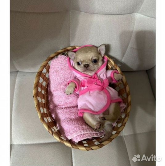 Малепупуськи