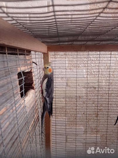 Попугай корелла