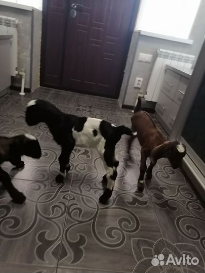 Нубийские козлята