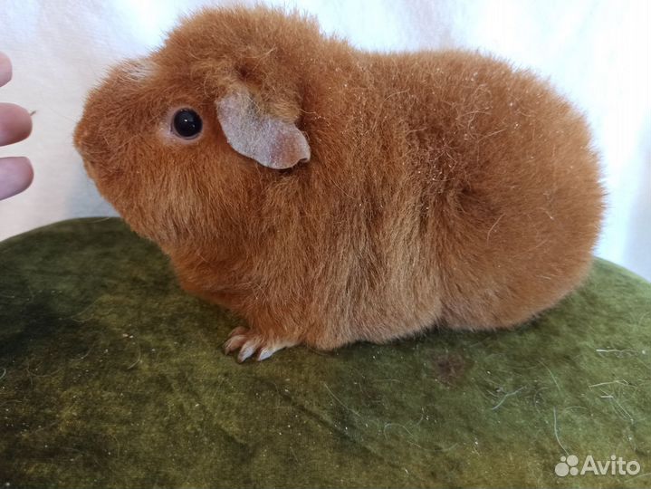 Морские свинки