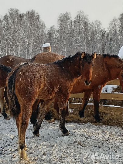 Продам жеребчика все в лс
