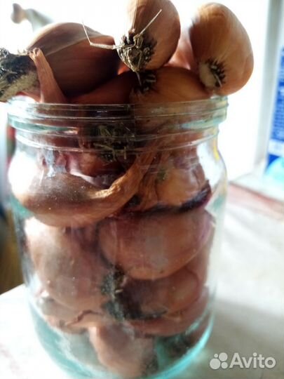 Лук на зимнюю посадку