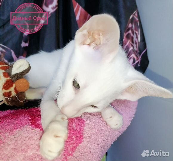 Ориентальные котята