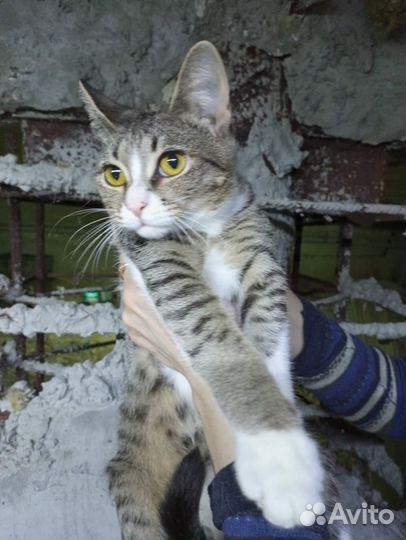 Котенок
