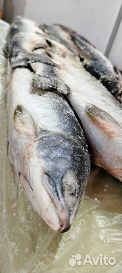 Горбуша приморская мороженая глазированная Н/Р